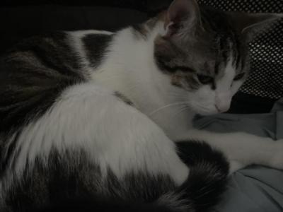 Kk And Her Two Babies - Domestic - Gallery Photo #1