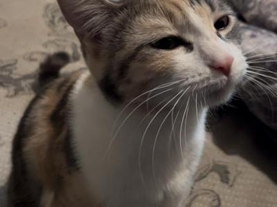 Dizzy - Domestic - Gallery Photo #1