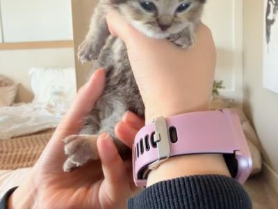 Munchkin Kittens - Munchkin - Gallery Photo #1