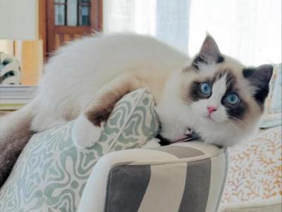 Arwen - Ragdoll - Gallery Photo #1