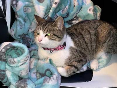 Luna - Domestic - Gallery Photo #1