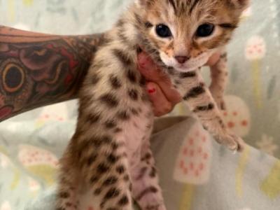 The Wild Moon Litter BABY 1 - Savannah - Gallery Photo #1