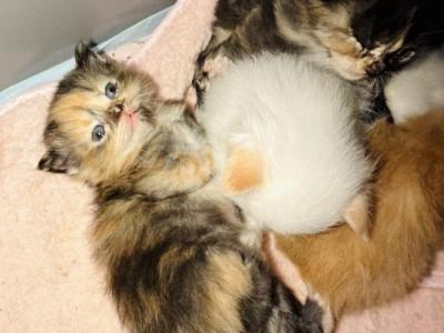 Maze Ragamuffin Kittens - Ragamuffin - Gallery Photo #1