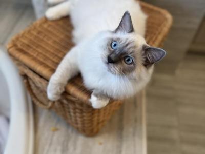 BlueBow - Ragdoll - Gallery Photo #1