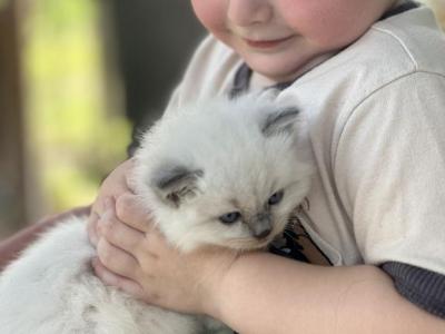 Sassy - Ragdoll - Gallery Photo #1