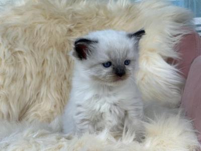 Sage - Ragdoll - Gallery Photo #1