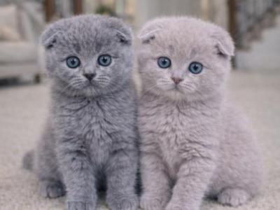 SCOTTISH FOLD Kitten Girl And Boys - Scottish Fold - Gallery Photo #1