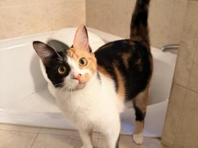 Minerva - Domestic - Gallery Photo #1