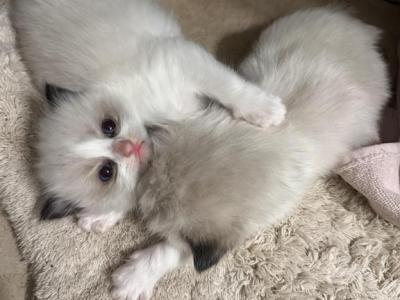 Purebred Ragdoll Kittens Born March 19 - Ragdoll - Gallery Photo #1