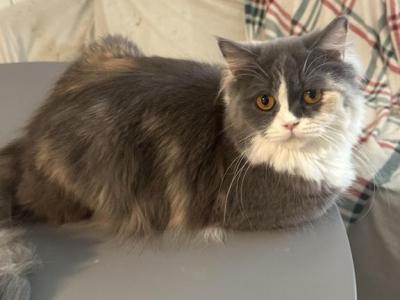 Calico Selkirk Rex Mixed - Selkirk Rex - Gallery Photo #1