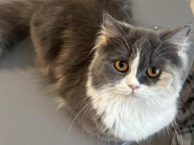 Calico Selkirk Rex Mixed - Selkirk Rex - Gallery Photo #1