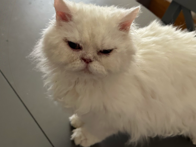 White Curly Selkirk Rex - Selkirk Rex - Gallery Photo #1