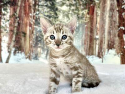 Hazel - Bengal - Gallery Photo #1