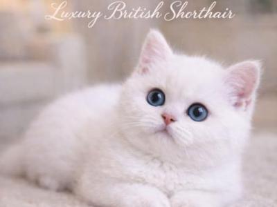 British Shorthair Kittens  Ready To Go Home - British Shorthair - Gallery Photo #1