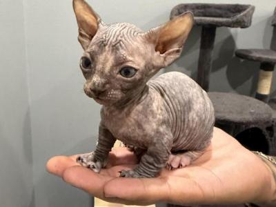 Sphynx Bambino Kittens - Sphynx - Gallery Photo #1