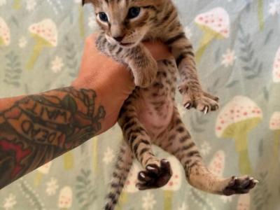 The Wild Moon Litter BABY 2 - Savannah - Gallery Photo #1