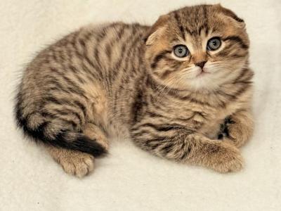 Lily - Scottish Fold - Gallery Photo #1