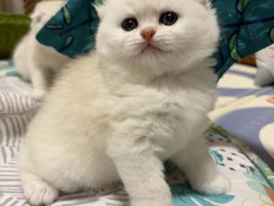 Scottish Fold Female - Scottish Fold - Gallery Photo #1