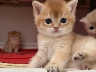 British Chocolate Chinchilla - British Shorthair - Gallery Photo #1
