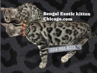 BENGAL KITTEN  CHARCOAL MALE - Bengal - Gallery Photo #1