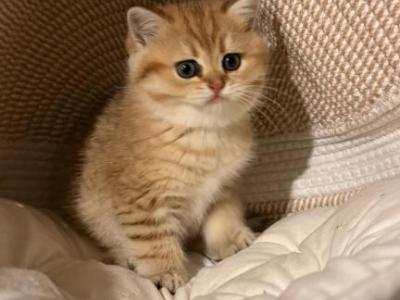 Mila - Scottish Fold - Gallery Photo #1