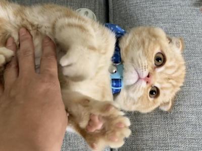 Garfield - Scottish Fold - Gallery Photo #1