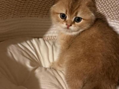 Biscuit - Scottish Fold - Gallery Photo #1