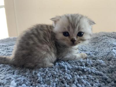 Charlie - Scottish Fold - Gallery Photo #1