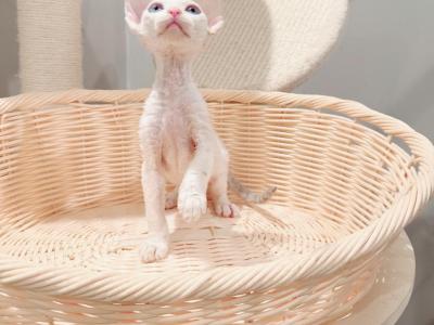 Tommy - Devon Rex - Gallery Photo #1