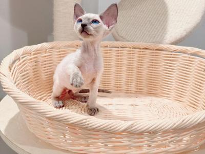 Mix - Devon Rex - Gallery Photo #1