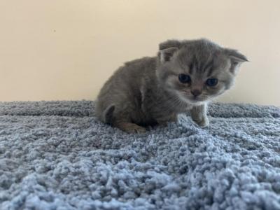 Buddy - Scottish Fold - Gallery Photo #1