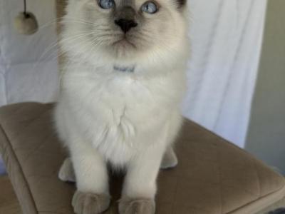 Tommy - Ragdoll - Gallery Photo #1