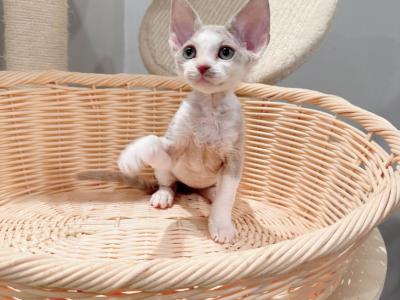 Coco - Devon Rex - Gallery Photo #1