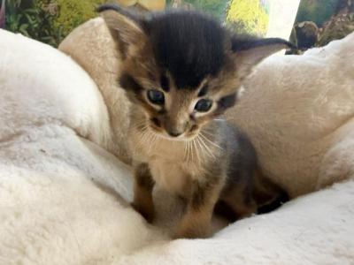 Lavr - Chausie - Gallery Photo #1