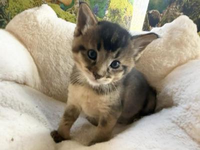 Zahar - Chausie - Gallery Photo #1