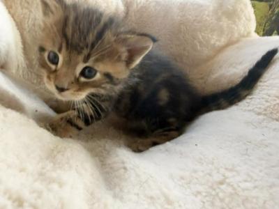 Platon - Chausie - Gallery Photo #1