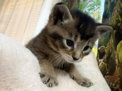 Anisia - Chausie - Gallery Photo #1