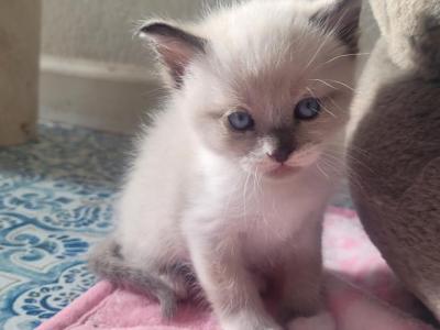 Blue - Snowshoe - Gallery Photo #1