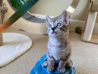 Charcoal Snow Male Marshmallow - Bengal - Gallery Photo #1