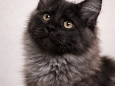 Show Black Smoke Maine Coon Show European Cattery - Maine Coon - Gallery Photo #1