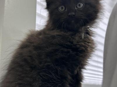 Blakky - Ragdoll - Gallery Photo #1