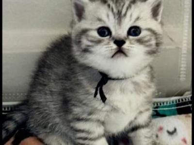 Reese - Brazilian Shorthair - Gallery Photo #1