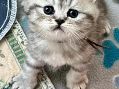 Malcolm - British Shorthair - Gallery Photo #1