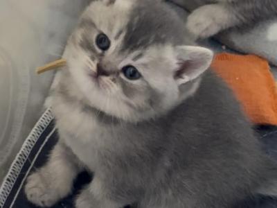 Dewey - British Shorthair - Gallery Photo #1