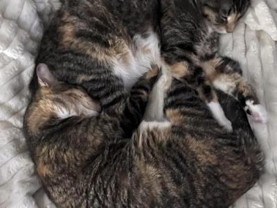 Peony And Mocha - Domestic - Gallery Photo #1