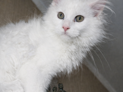 XXL LINE Maine Coon Female Green Eyed White Rare - Maine Coon - Gallery Photo #1