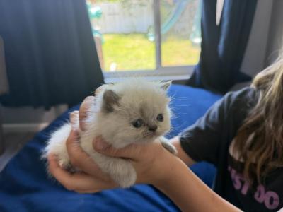 Exotic Pointed Girl - Exotic - Gallery Photo #1