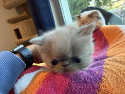 Exotic Lilac Boy - Exotic - Gallery Photo #1