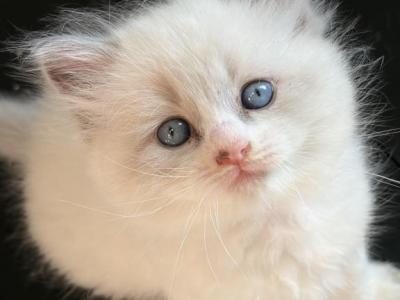 Ragdoll Babies - Ragdoll - Gallery Photo #1