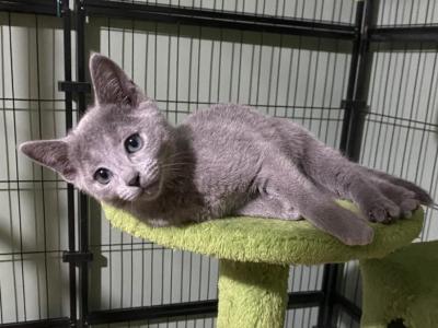 Wicked - Russian Blue - Gallery Photo #1
